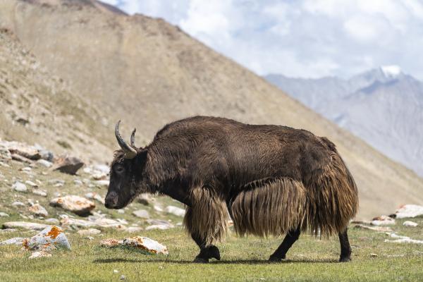 Ladakh